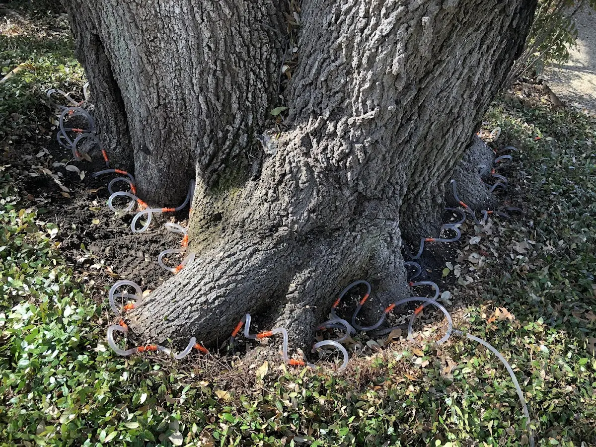 Detailed Tree Cabling and Bracing job site in Cut Off